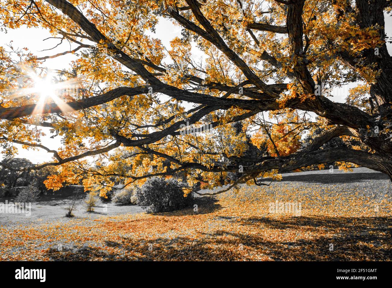 Sunburst attraverso i rami di un vecchio albero, in bianco e nero con isolato colore arancione selettivo. Arboreto presso la Fattoria sperimentale di Ottawa, Foto Stock