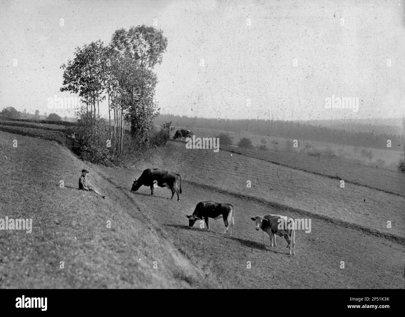 Cappelli di mucche al 'Hanse-Mannl Foto Stock