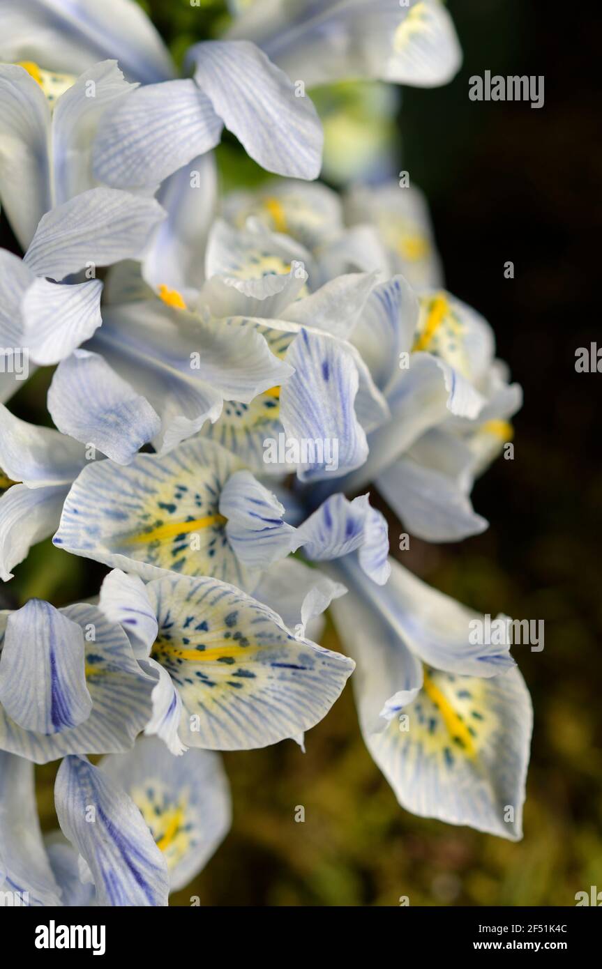 Primo piano di iris reticulata 'Katharine Hodgkin' Foto Stock