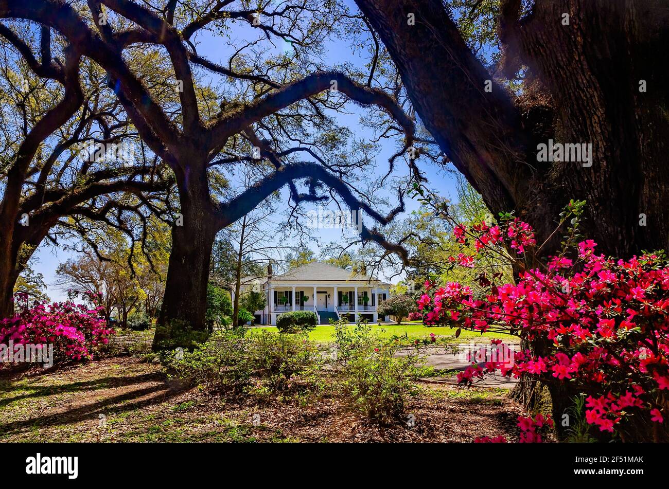 Le azalee rosa fioriscono lungo la Avenue of Oaks di fronte a Stewartfield, un cottage greco revival del 1849, allo Spring Hill College di Mobile, Alabama. Foto Stock