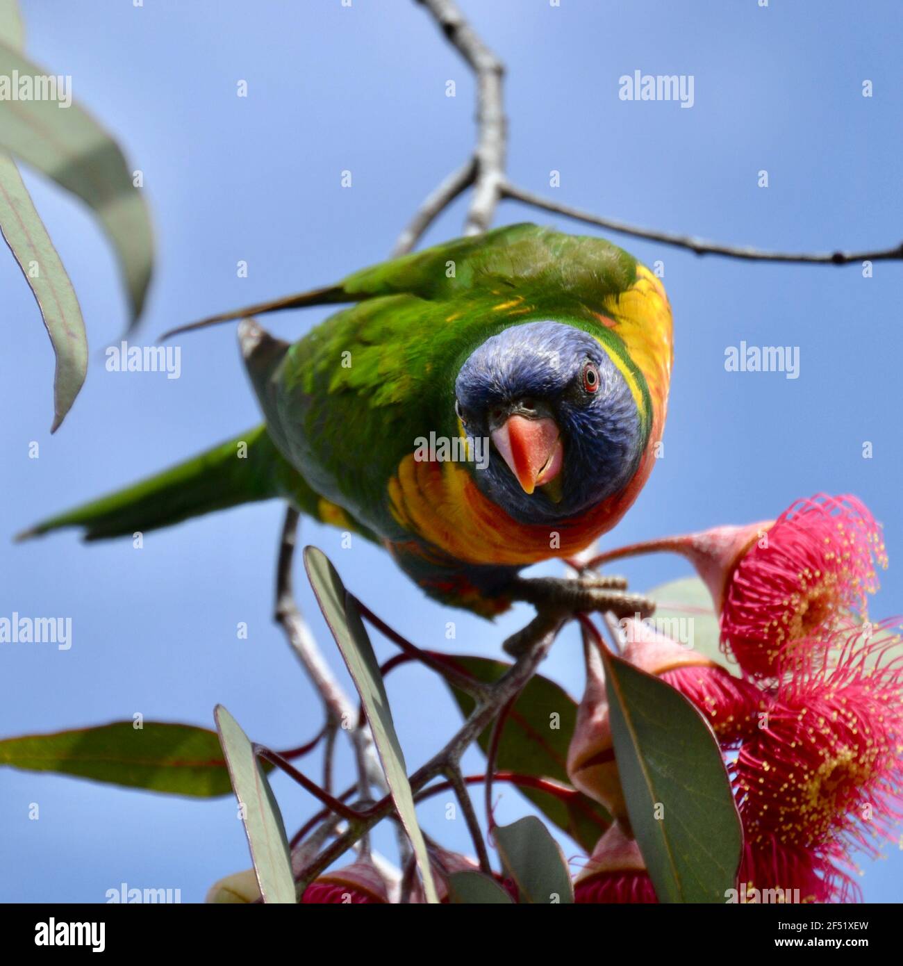 Bel pappagallo arcobaleno dai colori brillanti che si nutre in un albero gengivale tra fiori rossi e gialli contro un cielo blu Foto Stock