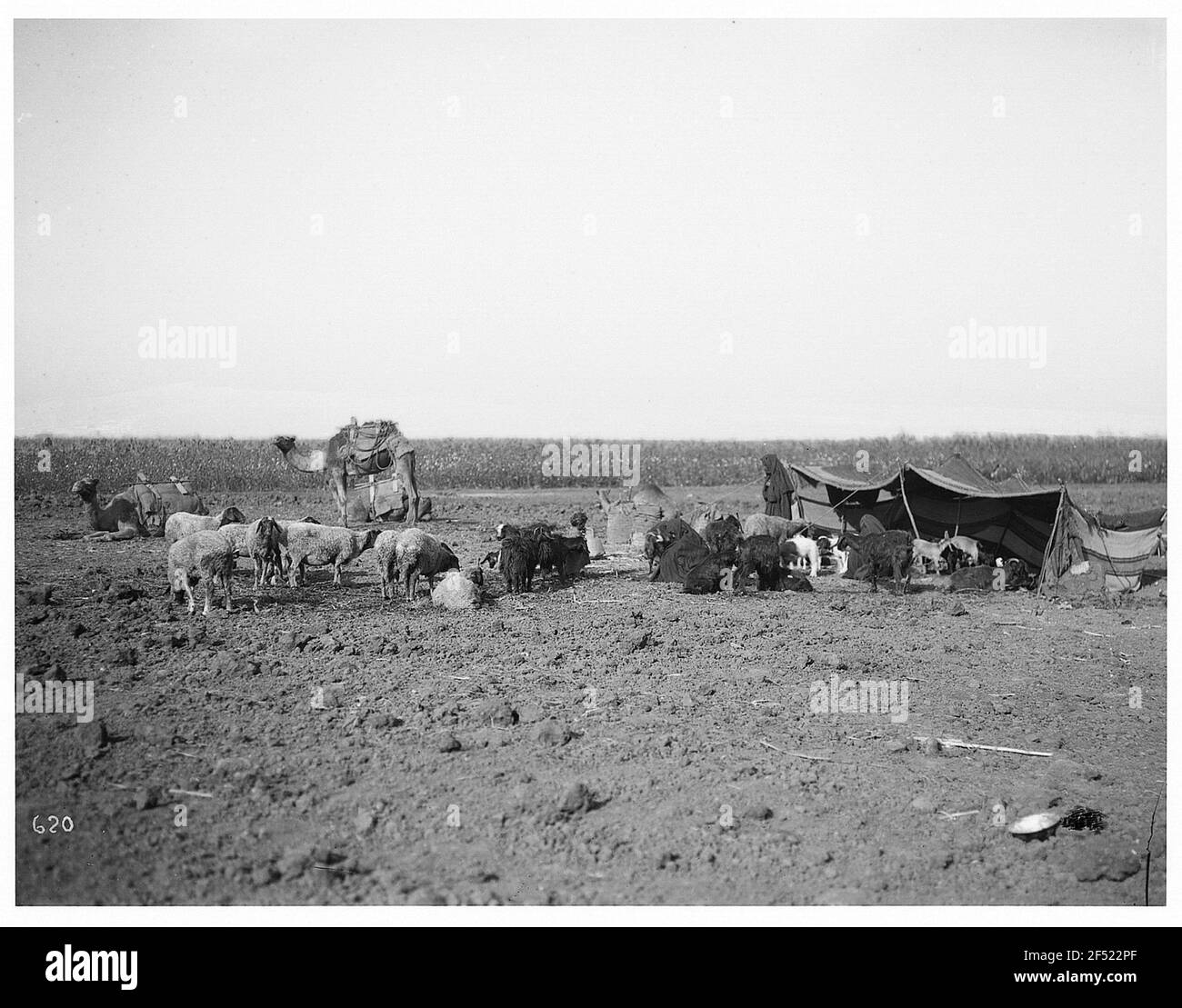 Al Cairo (Egitto). Accampamento beduino con tende (progettate con rami allestiti), cammelli, pecore e capre Foto Stock