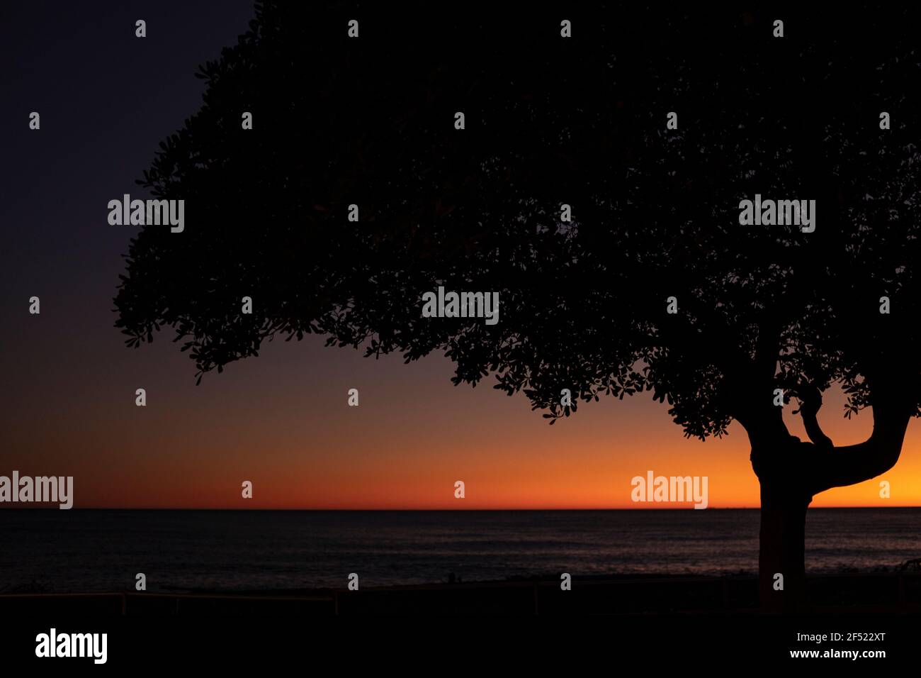 Silhouette di un albero al tramonto sul mare Foto Stock