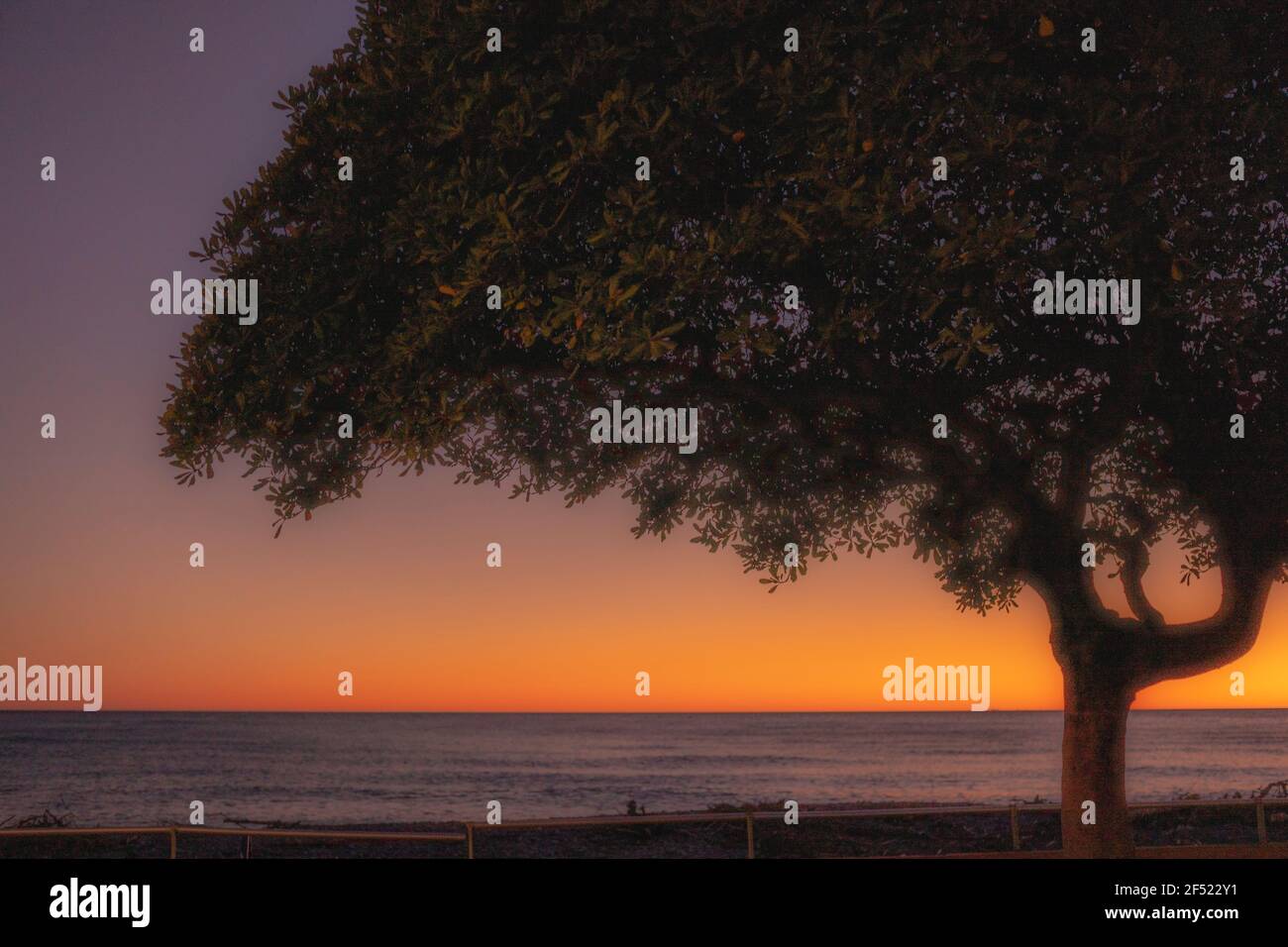 Silhouette di un albero al tramonto sul mare Foto Stock