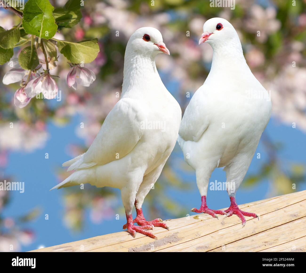 Due piccioni bianchi su sfondo fiorito - piccione imperiale - ducula Foto Stock