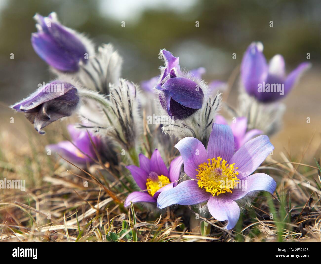 vista sul bellissimo fiore fiorito di pasqueflower Foto Stock