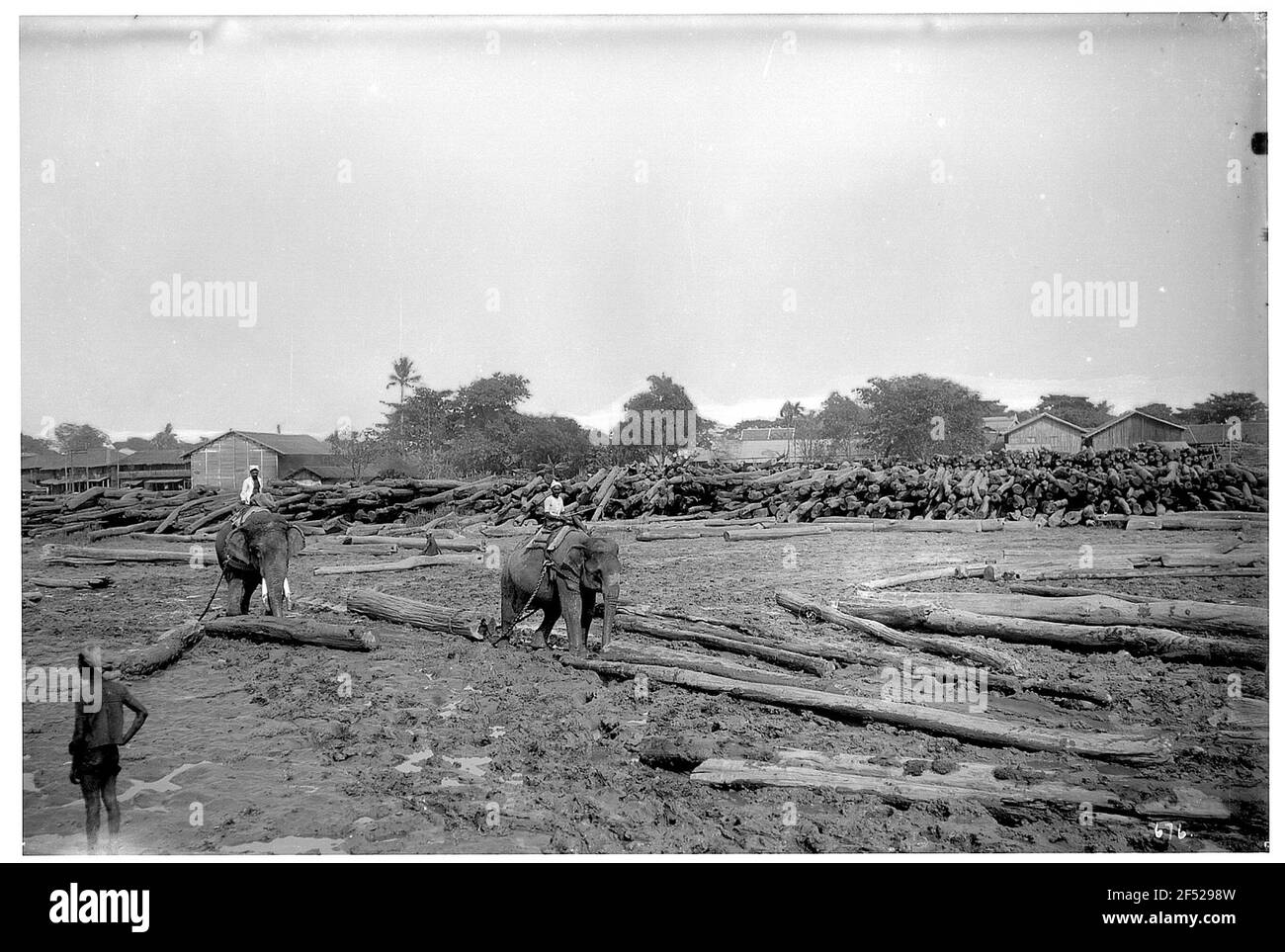 Rangonn, Birmania. Elefanti che lavorano in un campo di legno Foto Stock