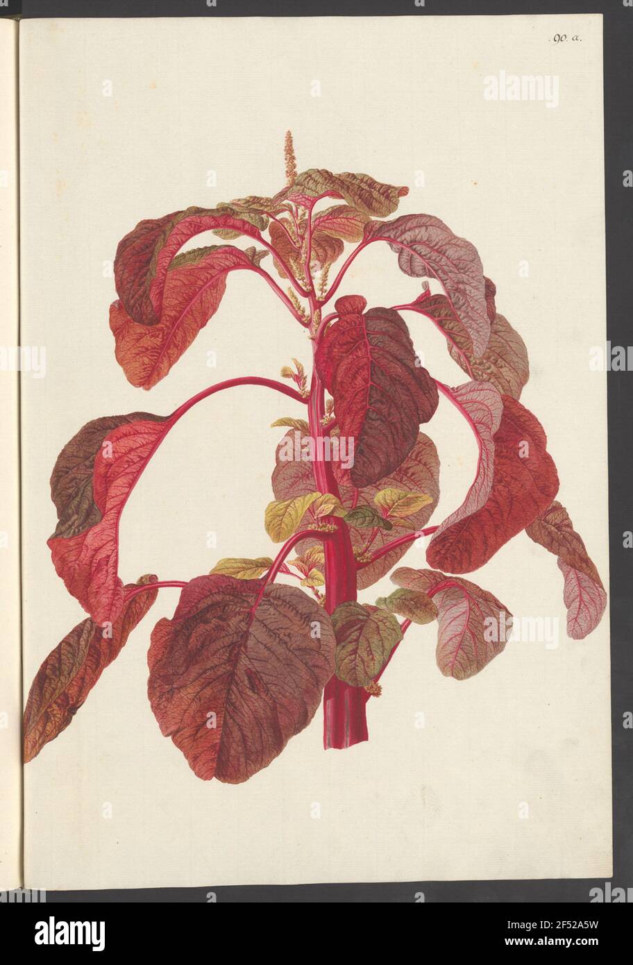 Amaranthus lividus, Blatt 90a Foto Stock