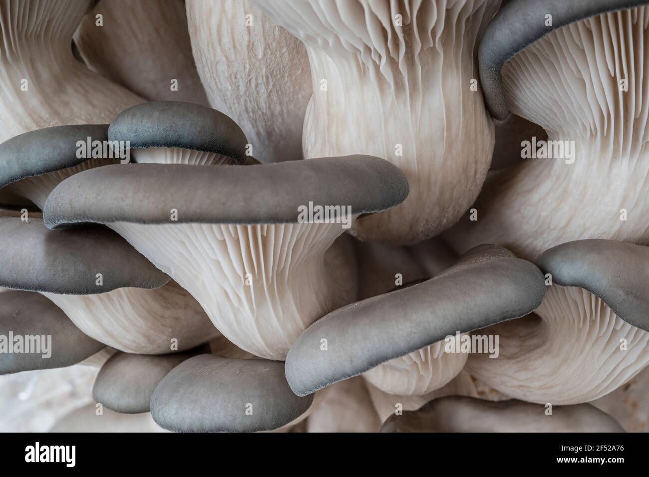 funghi di ostrica che crescono Foto Stock