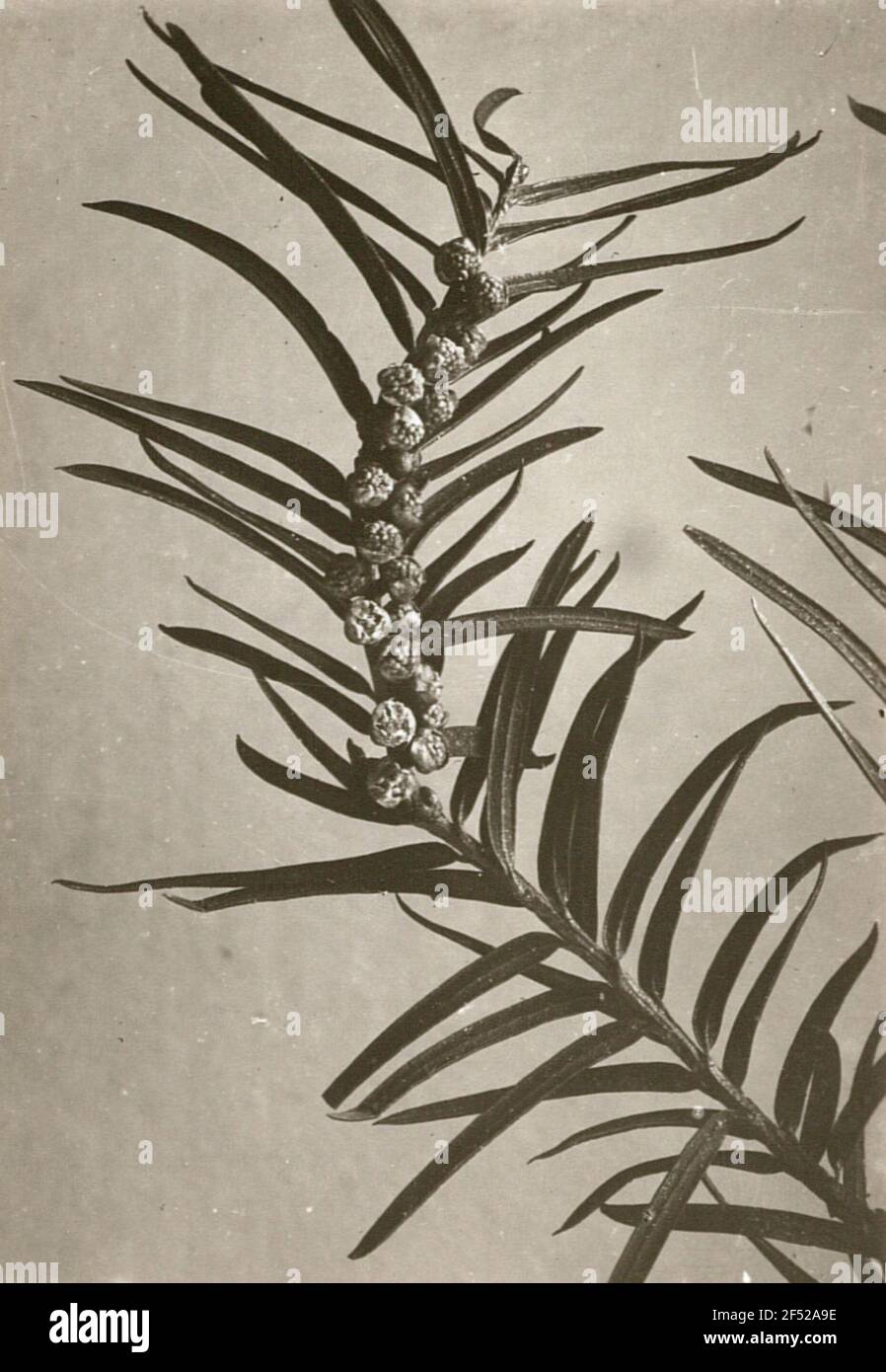 Europa. Yew (Taxus), ramo di fiore maschile Foto Stock