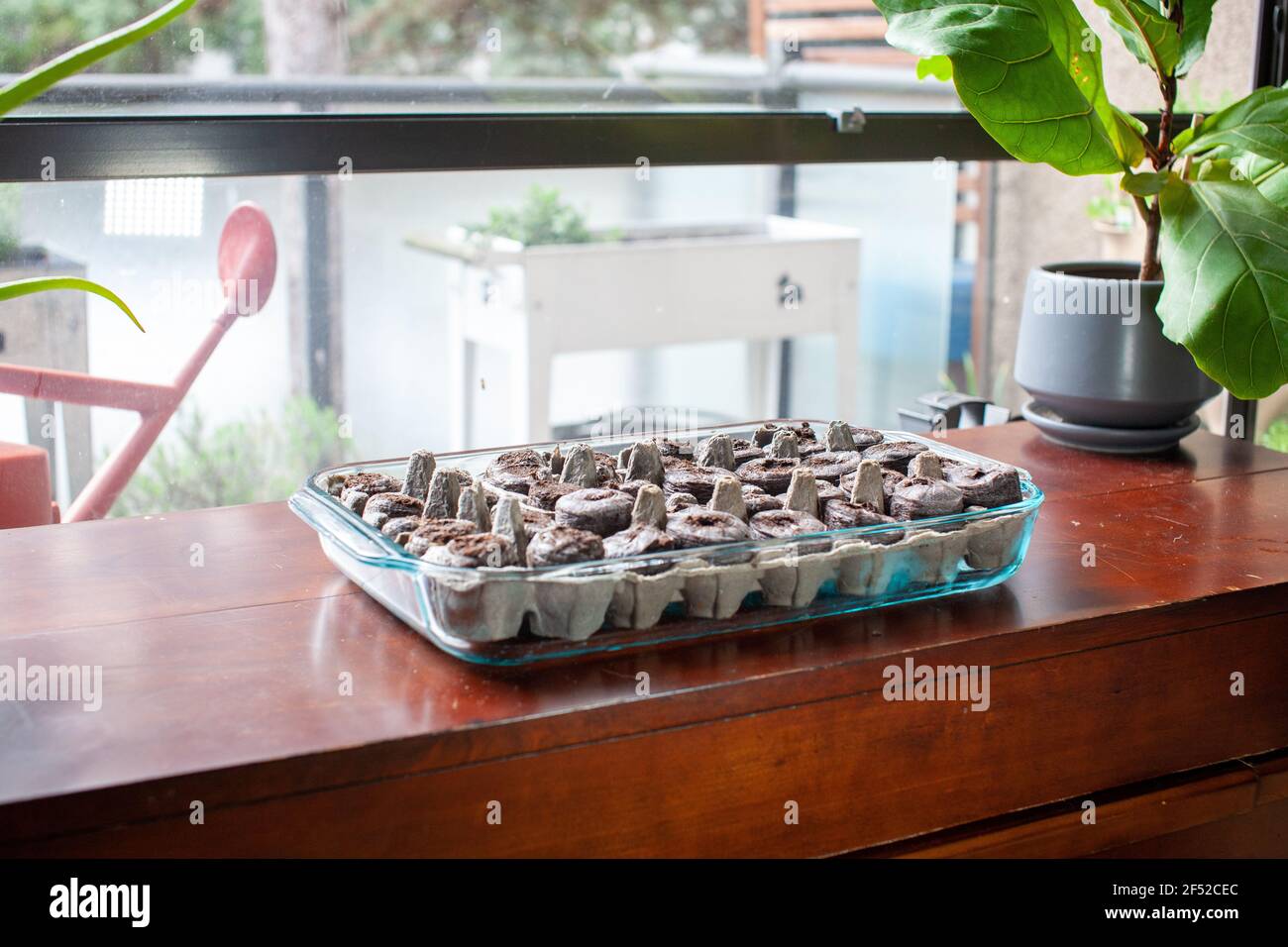 I pellet di torba utilizzati per gli antipasti di semi, favoriti dai giardinieri, coinvolge la raccolta del muschio di torba, che è insostenibile. La raccolta della torba ha portato a irrevers Foto Stock