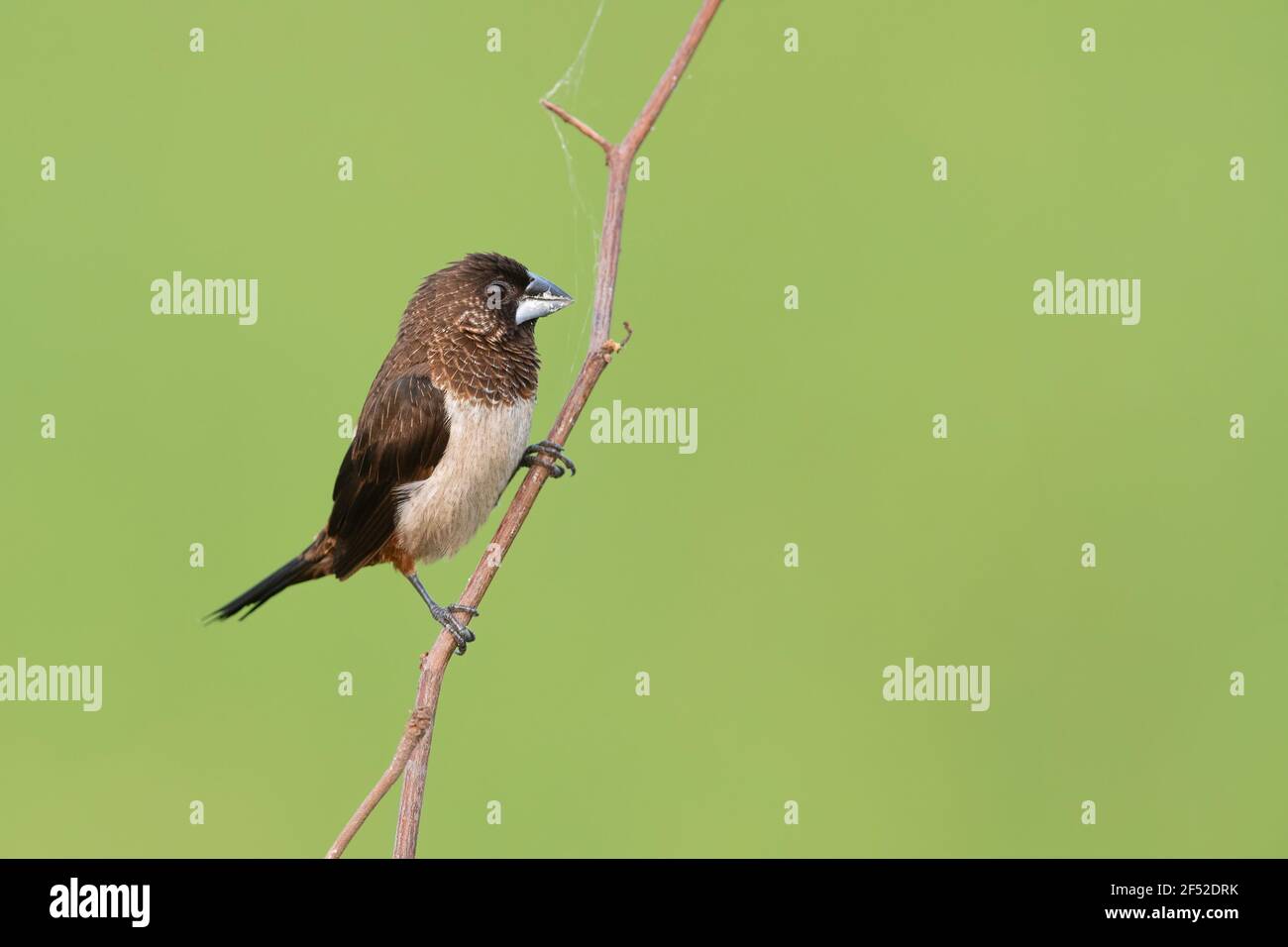 Il bianco-rumped munia o mannichino bianco-rumped (Striata di Lonchura), a volte chiamato finch striato in avicoltura, è un piccolo uccello passerino. Foto Stock