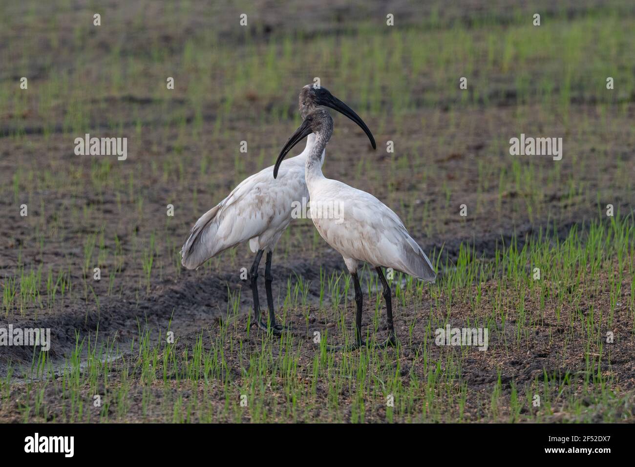 L'ibis a testa nera (Threskiornis melanocephalus), conosciuto anche come ibis bianco orientale, ibis bianco indiano e ibis a collo nero. Foto Stock