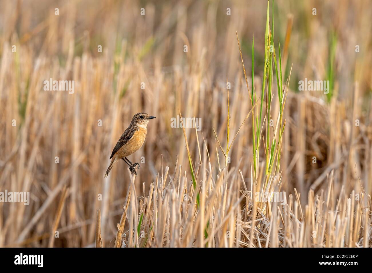 Il Siberiano stonechat o stonechat asiatici (Saxicola maurus) è un recentemente convalidato specie del vecchio mondo famiglia flycatcher (Muscicapidae). Foto Stock