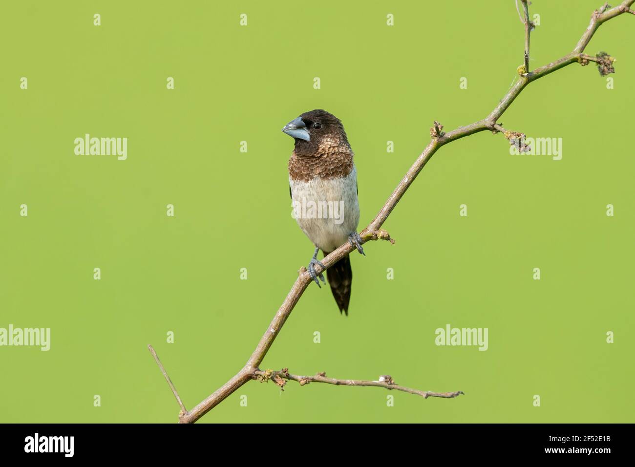 Il bianco-rumped munia o mannichino bianco-rumped (Striata di Lonchura), a volte chiamato finch striato in avicoltura, è un piccolo uccello passerino. Foto Stock