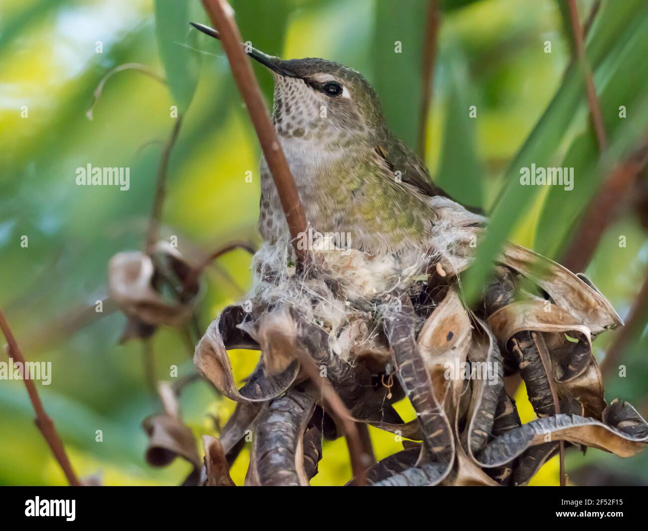 Il colibrì di Anna, Calypte anna, nidificazione a San Diego, California Foto Stock