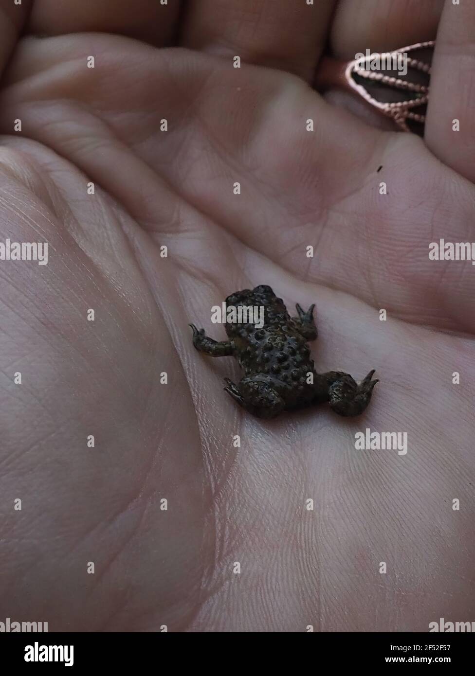 Rana per bambini trovata in piscina al Mt Olympus. Portatile per la prospettiva. Foto Stock Rana per bambini trovata in piscina al Mt Olympus. Portatile per la prospettiva. Foto Stock
