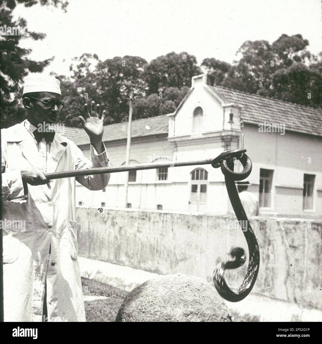 Spettacolo di serpenti all'Instituto Butantan (allevamento di ragni di uccelli e poising) Foto Stock