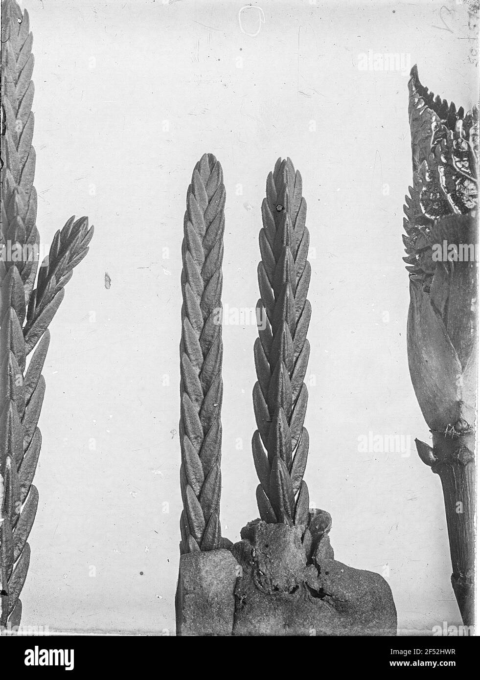 Suggerimenti ASTS dall'albero di Hiba (Thujopsis Dolabrata) Foto Stock