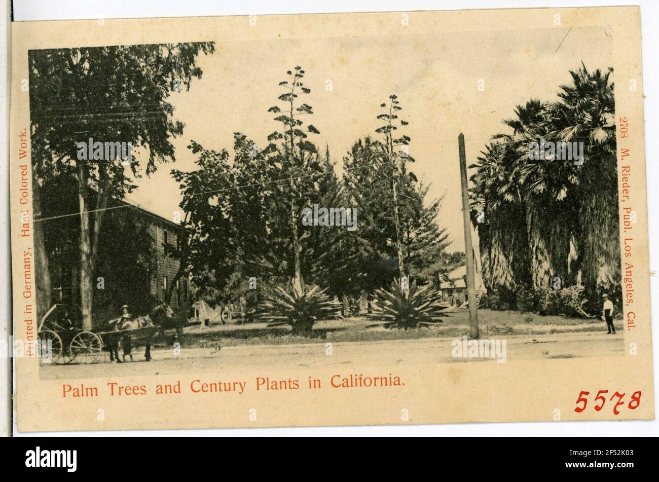 Palme e Palmsin Cali secolo. Kalifornien. Palme e Palmsin Cali secolo. Foto Stock