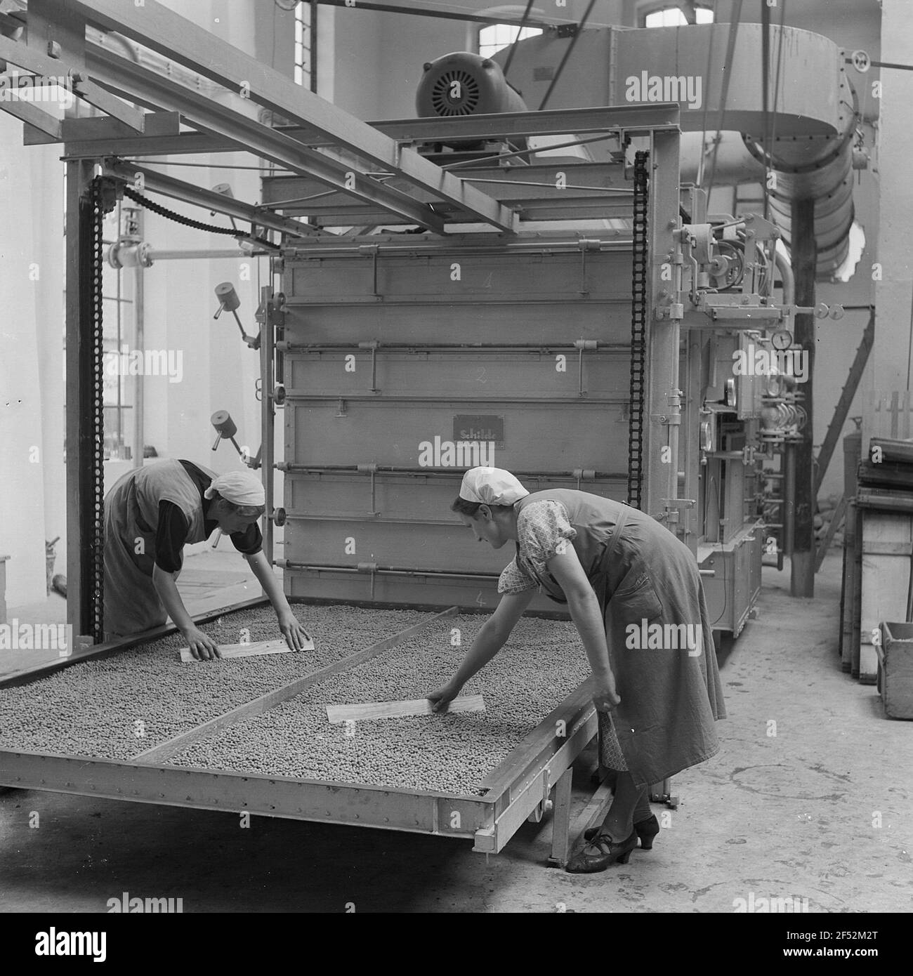 Inscatolato - Gifhorn, le donne distribuiscono i piselli più profondi su grandi fogli di metallo Foto Stock