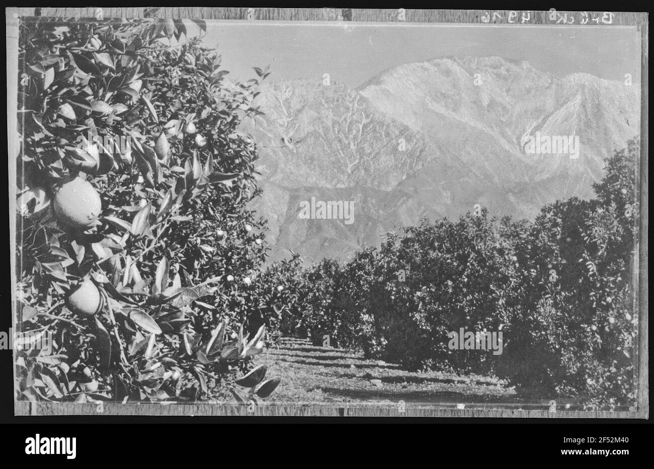 Arance e Snowfields Foto Stock