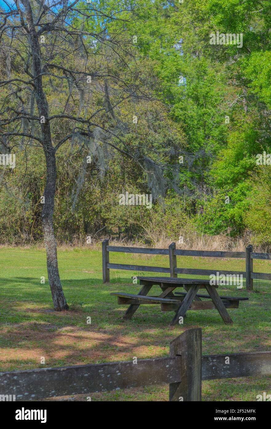 Tavolo da picnic all'ombra di un albero. Il Moss messicano è appeso ai suoi rami. A Clermont, Lake County, Florida Foto Stock