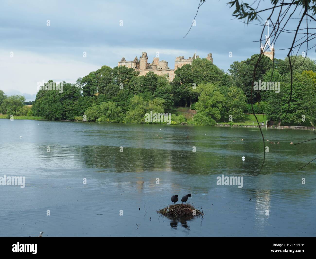 Coppia di fornelli che costruiscono nido sul lago di Linlithgow in Scozia Foto Stock Coppia di fornelli che costruiscono nido sul lago di Linlithgow in Scozia Foto Stock