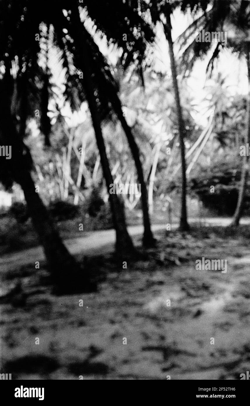 Foto di viaggio Caraibi. Trinidad. Gruppo Palm Foto Stock