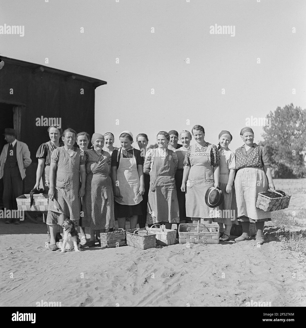 Formazione di gruppo di donne che pungono come asparagi di aiuto di raccolto Foto Stock