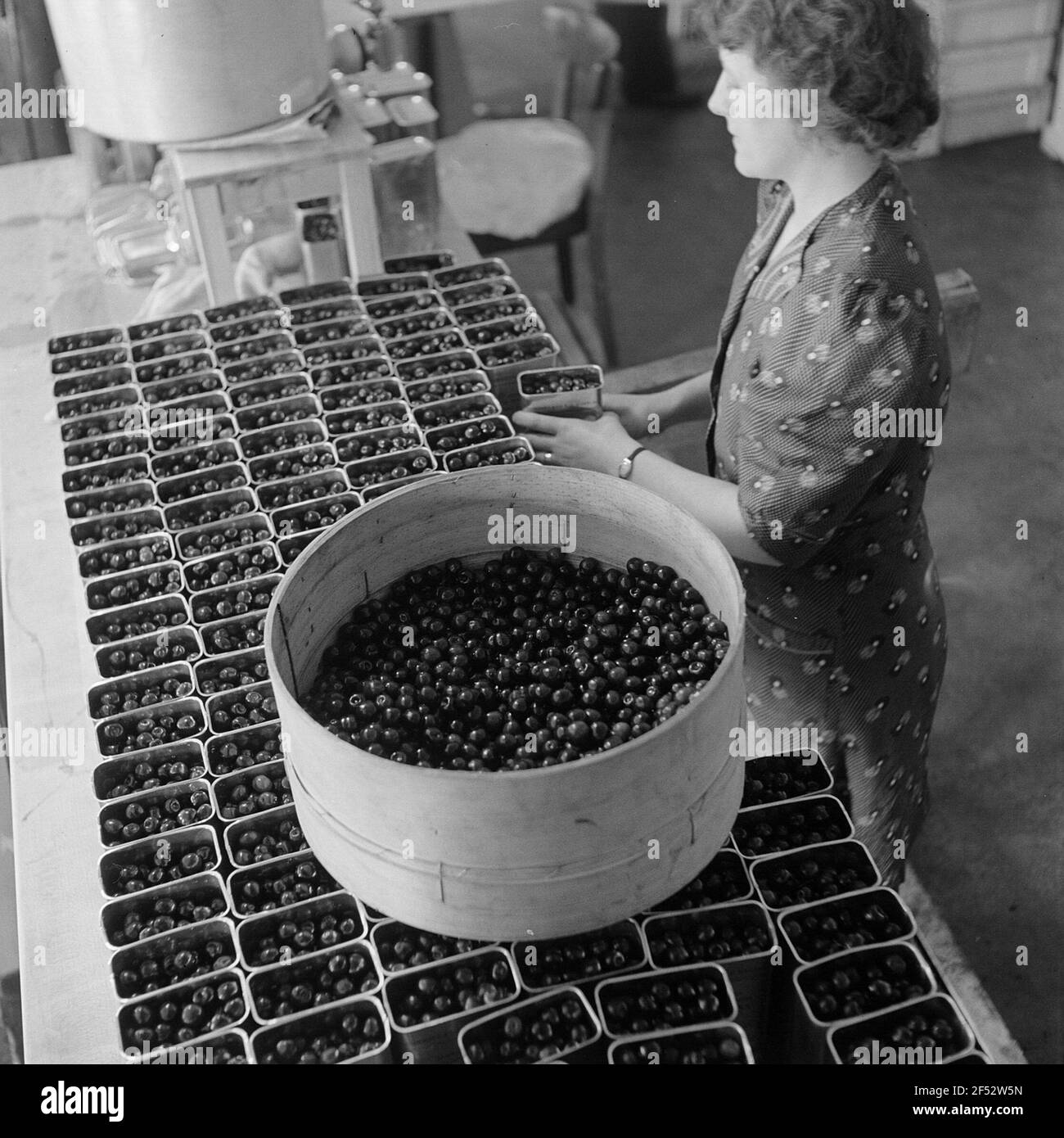 Donna riempie le ciliegie preparate in lattine Foto Stock