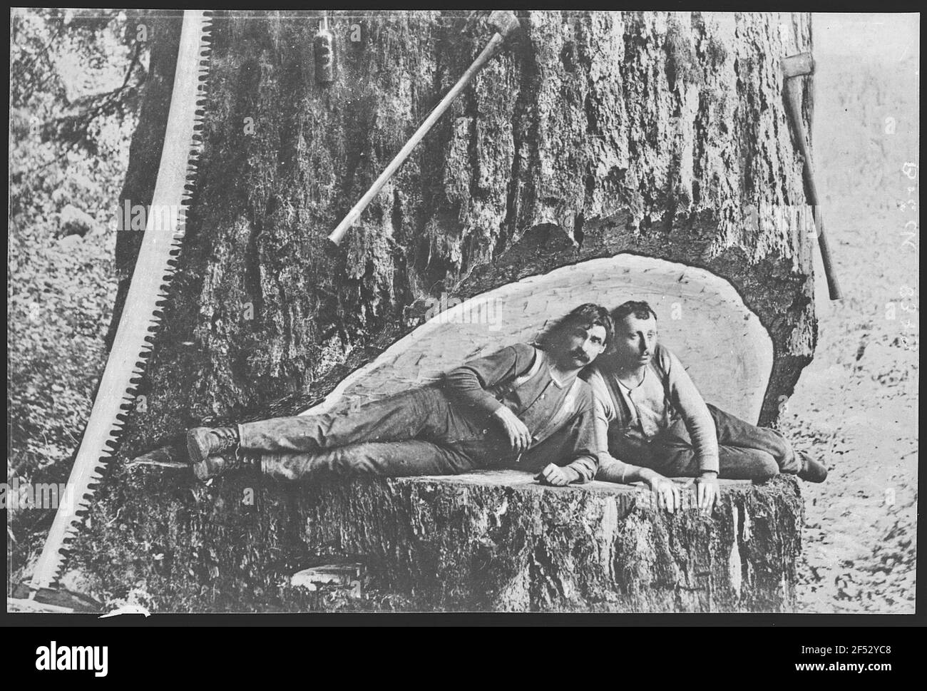 Oregon. Una segatura Oregon Foto Stock