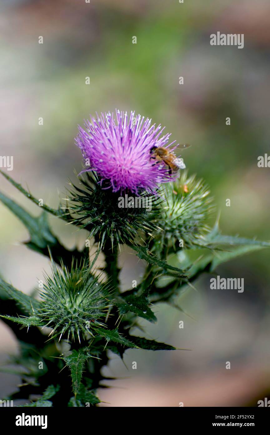 Un Thistle del latte (Silybum spp), anche chiamato Scotch Thistle, è un'erbaccia, ma ha fiori piuttosto viola, molto amato dalle api del miele (Apis mellifera)! Foto Stock