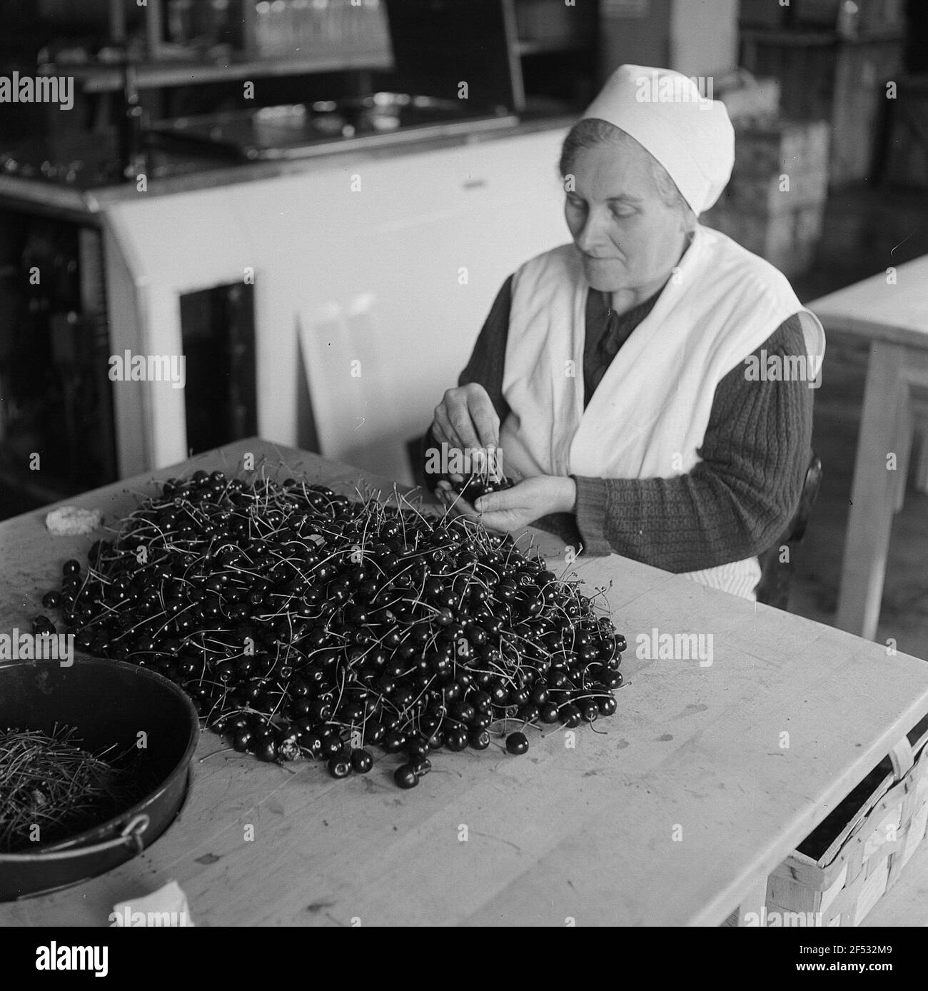 Donna che smista e risistona le ciliegie nella fabbrica di inscatolamento Foto Stock