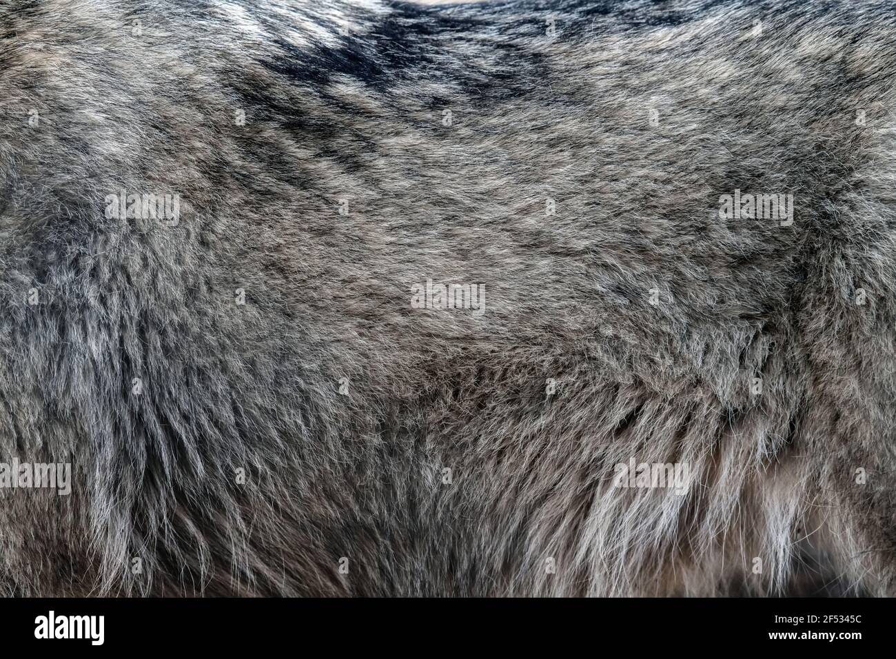 Closeup vera pelle di lupo. Animale pelliccia sfondo texture sfondo immagine sfondo Foto Stock