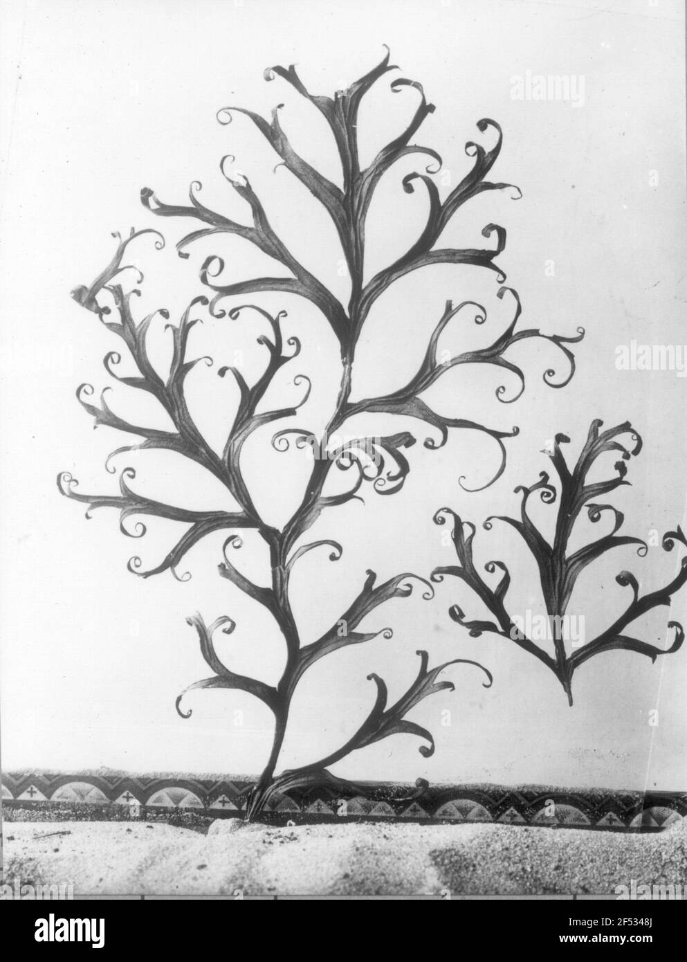 Rittersporn (Delphinium). Parte di una foglia secca di gambo Foto Stock