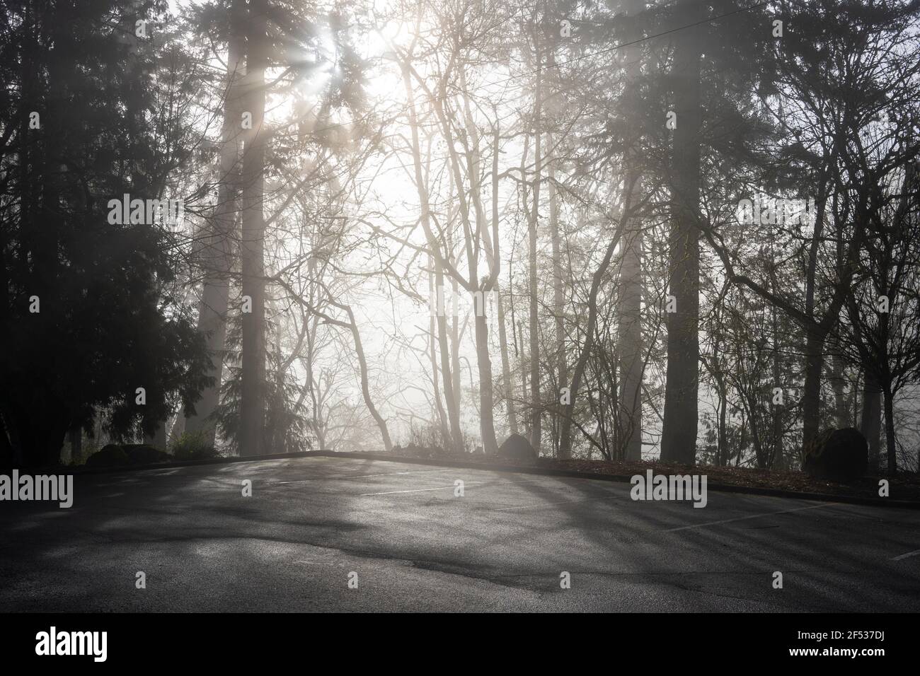 Raggi di luce del sole si rompono attraverso la nebbia mistica mattina nella foresta. Foto Stock