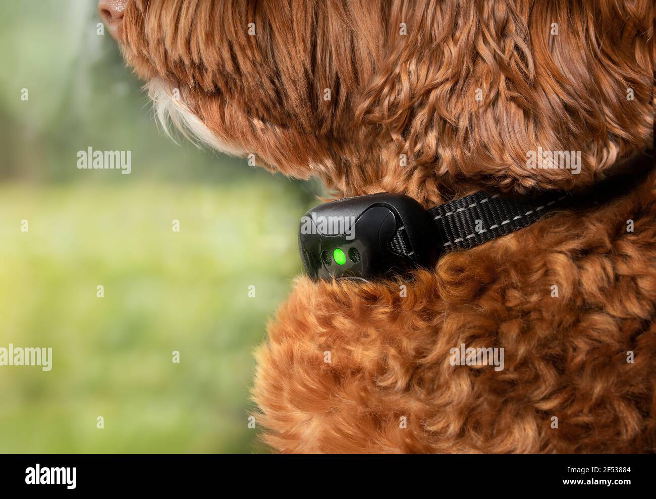 Cane Labradoodle con collare di corteccia attivo. Primo piano. Carino cane adulto femmina grande seduto vicino alla finestra mentre si indossa collare di addestramento remoto per ridurre o. Foto Stock