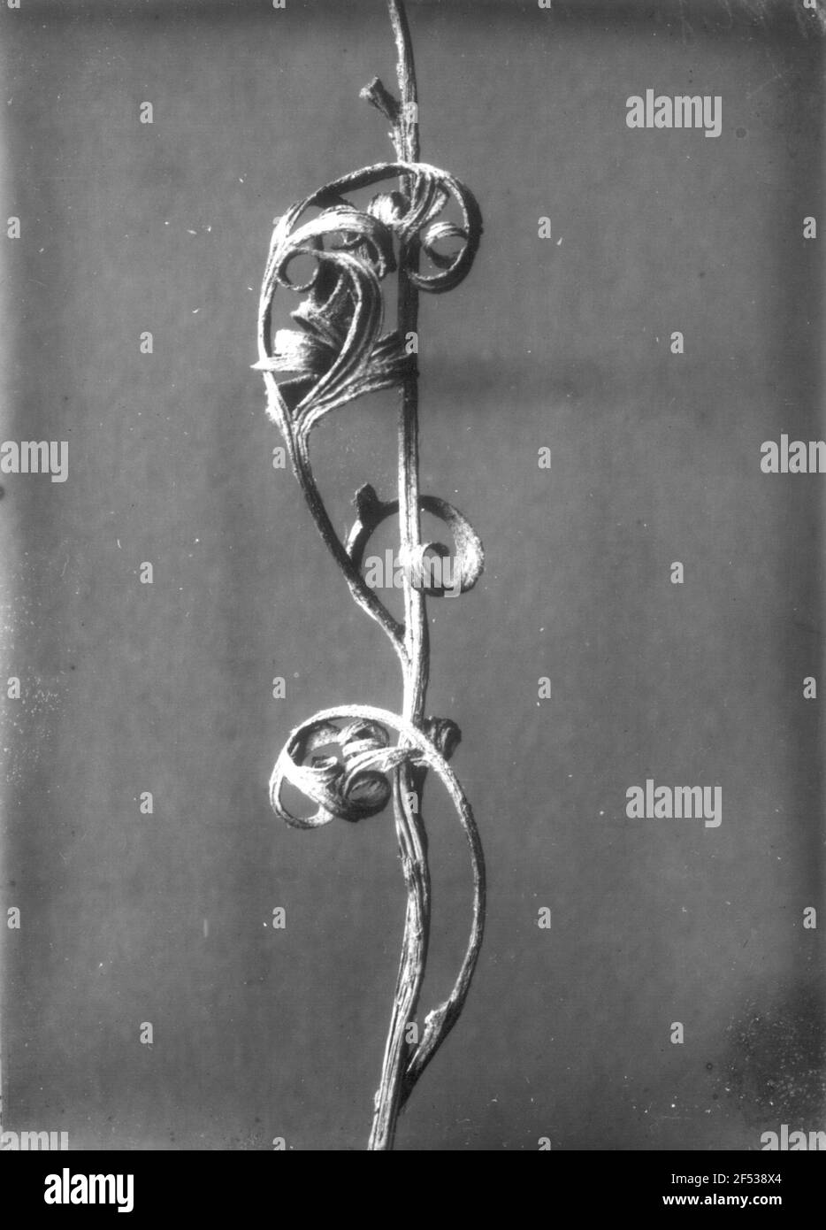 Rittersporn (Delphinium). Due mattoni asciugati al gambo Foto Stock