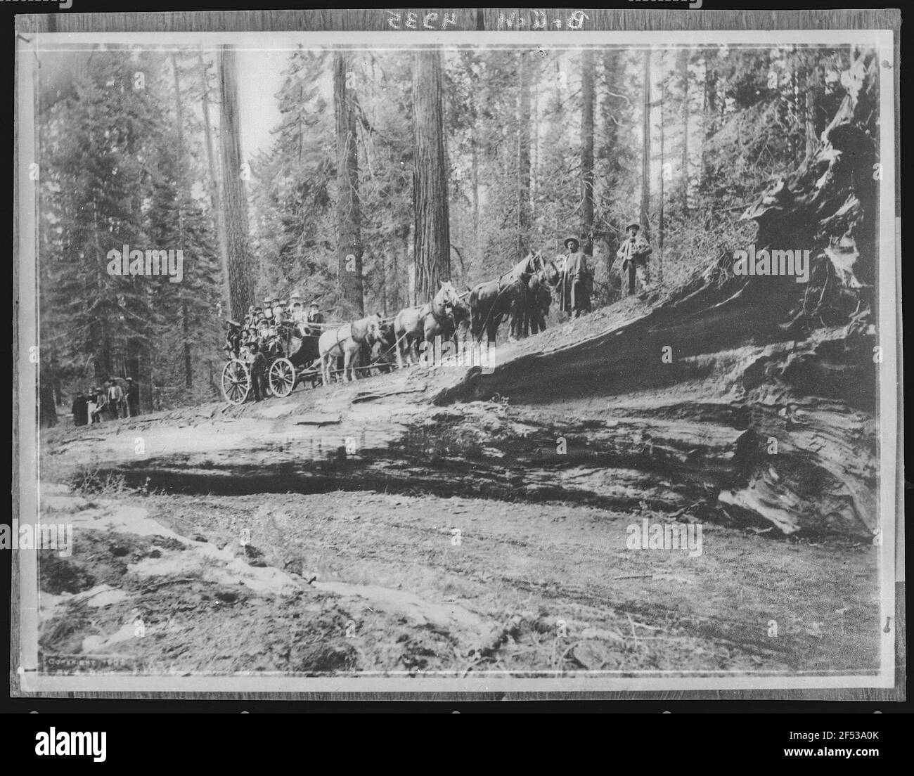 Kalifornien. Fallen Monarch, Mariposa Grove Foto Stock