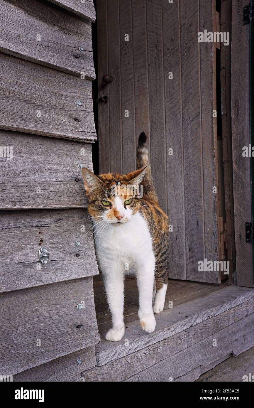 Un calico tabby gatto fattoria in piedi nella porta di un vecchio edificio grigio di lavagna. Foto Stock