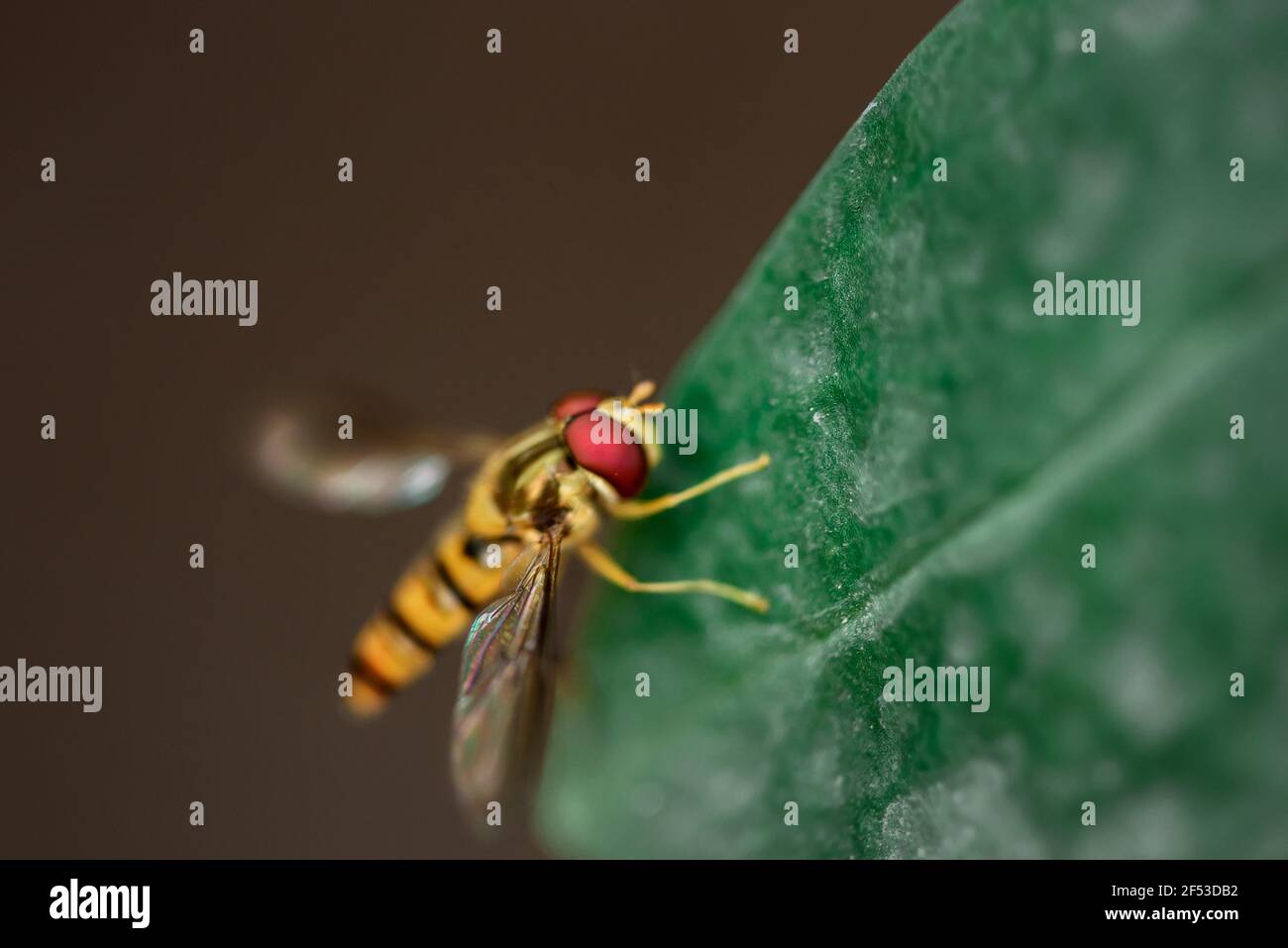 Macro fotografia di una libellula gialla con occhi rossi Foto Stock