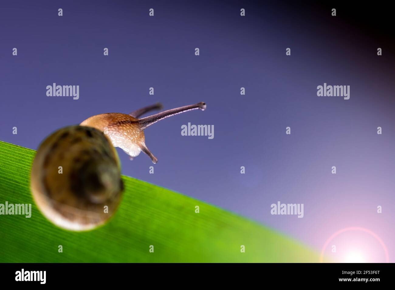 Macro fotografia Lumaca o slug sull'età di una foglia che guarda alla luce del sole... Concetto di speranza. Foto Stock