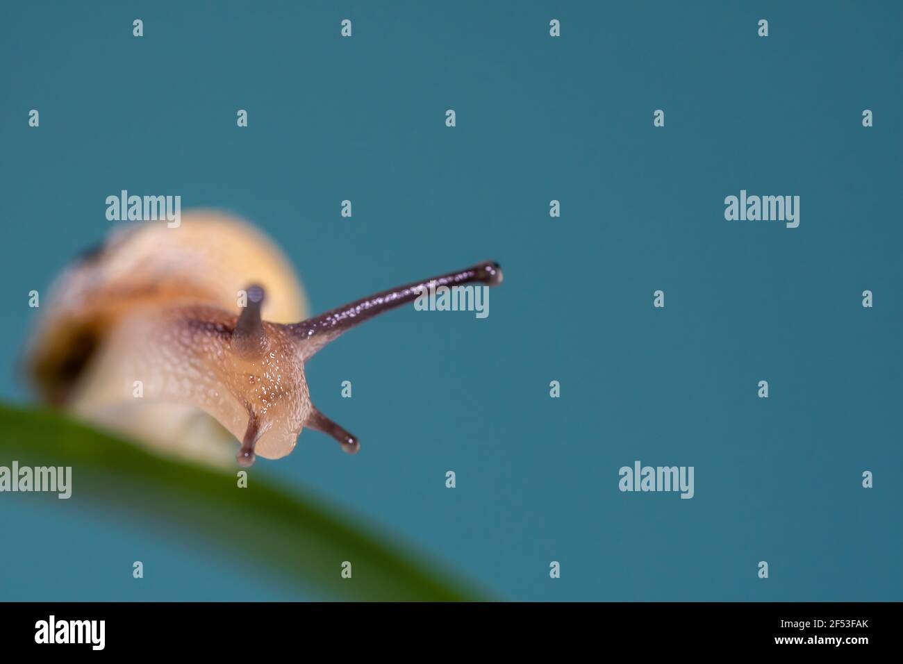 Macro fotografia Schiaca o Slug sull'età di una foglia guardando il lato ...faccia o vista frontale. Foto Stock