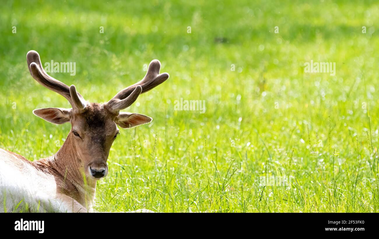 Capriolo europeo Capreolus capreolus seduto o sdraiato sull'erba con sfondo verde offuscato . Foto Stock