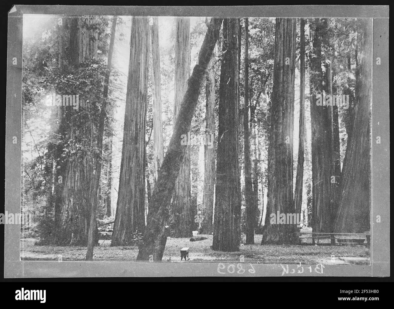 Santa Rosa. Mammoth Redwood Grove, vicino a Santa Rosa, Cal. Foto Stock