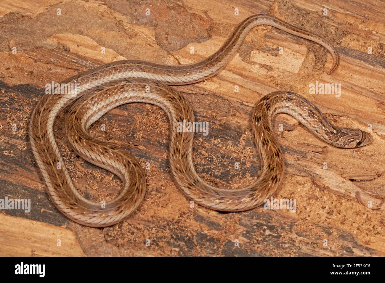 Il serpente di Kukri striato, Oligodon taeniolatus è una specie di serpente non venoso che si trova in Asia. Conosciuto anche come il Kukri variegato o il Kukri di Russell. Foto Stock