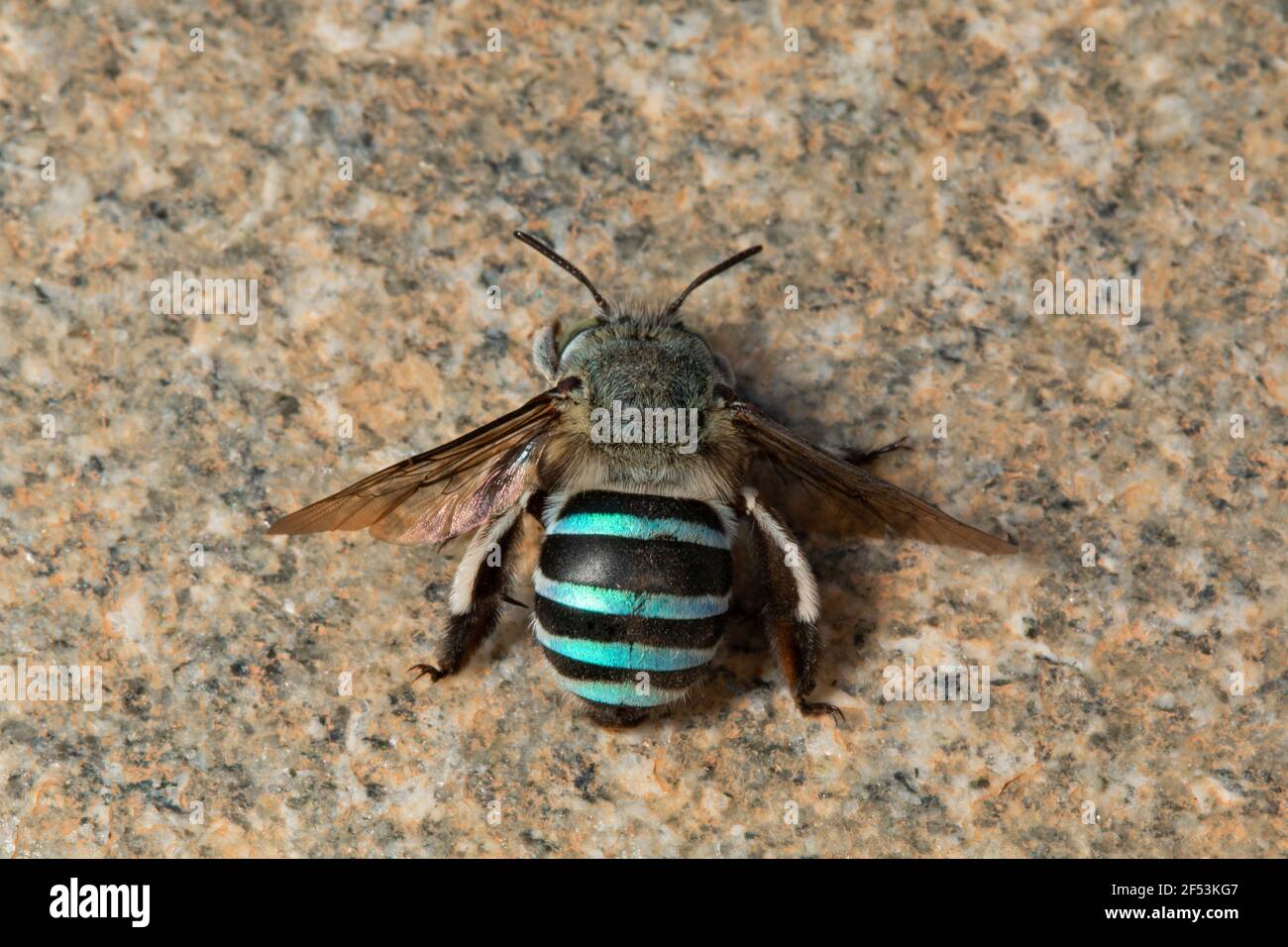 Amegilla cingulata è una specie di api dalle bande azzurre, originaria dell'Australia e presente in molte altre regioni Foto Stock