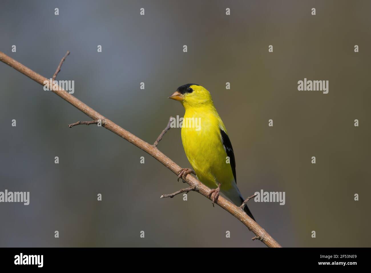 American Cardellino - maschio in allevamento piumaggio Carduelis tristis Ontario, Canada BI027124 Foto Stock