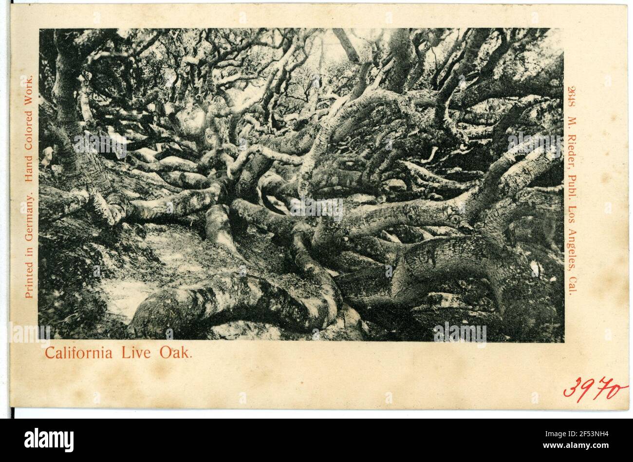 California Live Oak California Live Oak Foto Stock